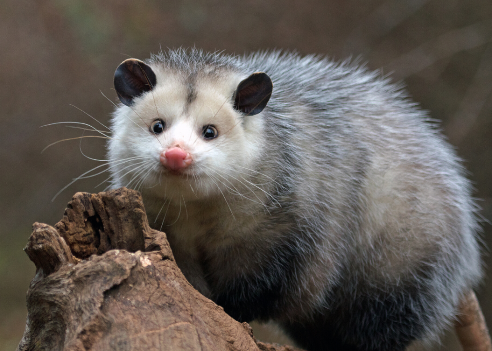 What’s the difference between a possum and an opossum?
